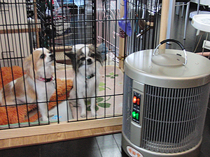 ペット用の柵のそば